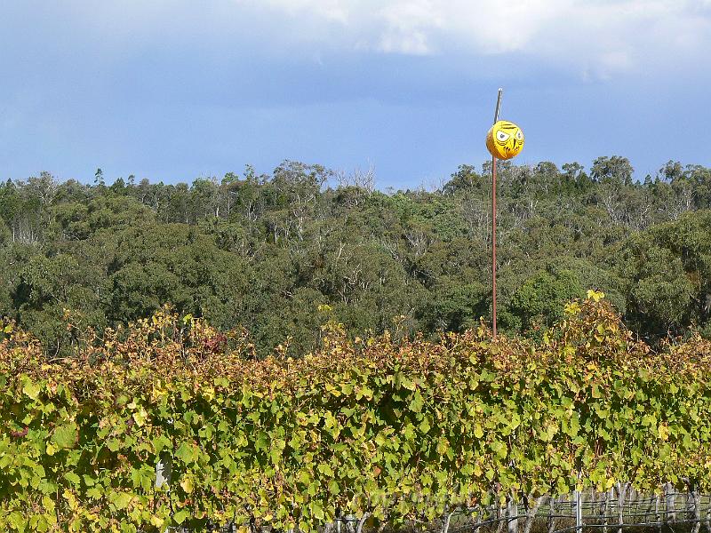 Boireann vineyard P1070976.JPG